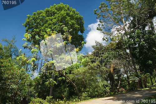 Image of Tropical park