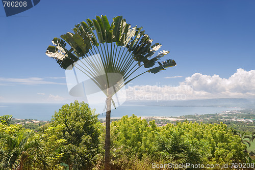 Image of Ravinala palm over tropical bay