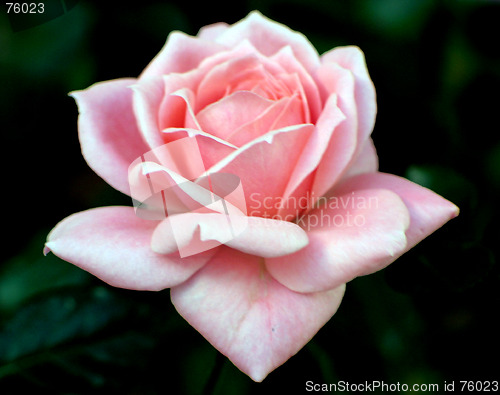 Image of Perfect Rose
