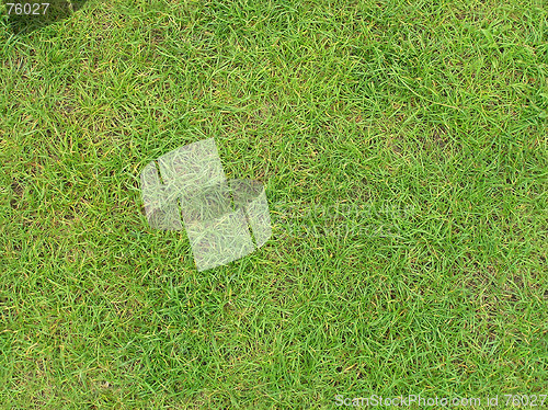 Image of Green grass