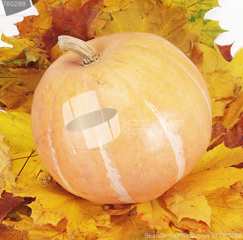 Image of pumpkin on leaf