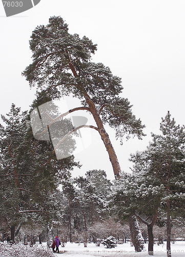 Image of Pine-tree