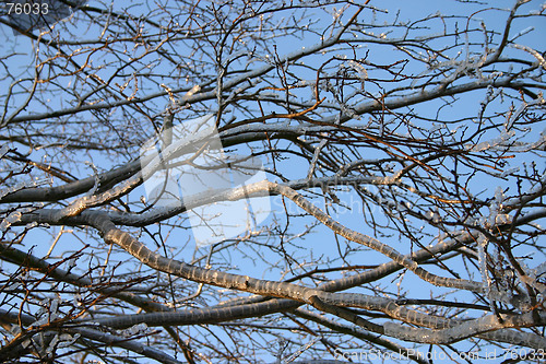 Image of winter tree