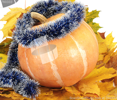 Image of pumpkin on leaf