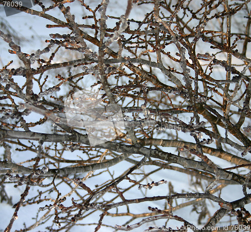 Image of winter tree