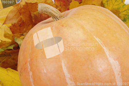 Image of pumpkin on leaf