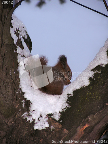 Image of Squirrel 1