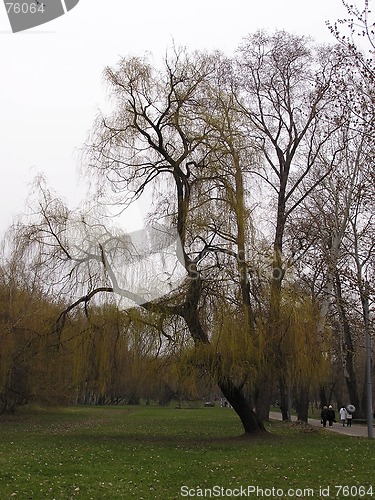 Image of Autumn willow