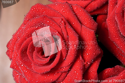 Image of  red roses 