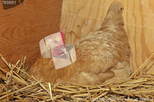 Image of Buff Orpington chicken hen on straw nest.