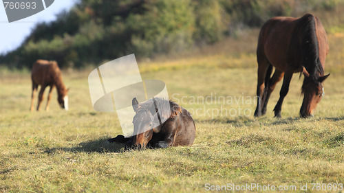 Image of Horse peep