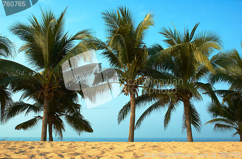 Image of Palmas and ocean.