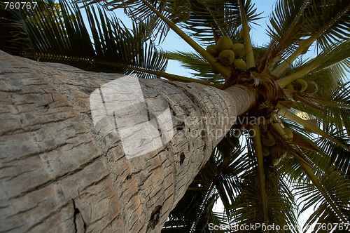 Image of Coconut palma.