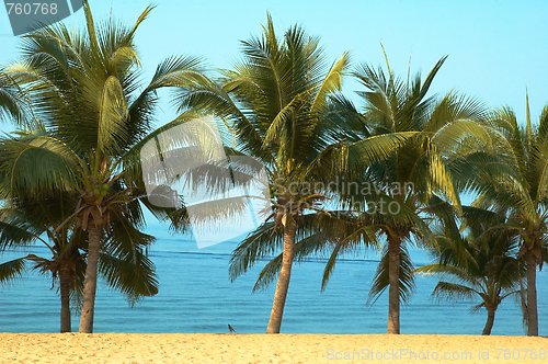 Image of Palmas and ocean.