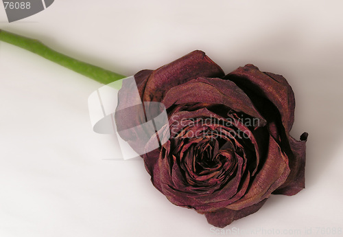 Image of withered red rose