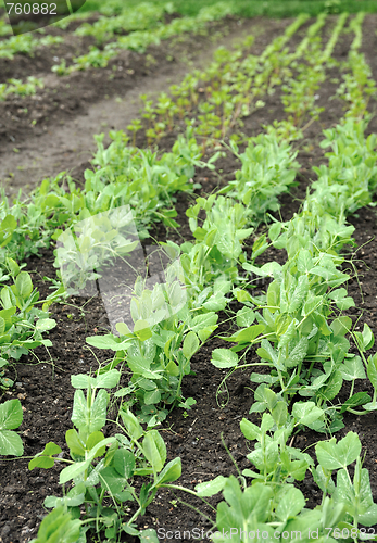 Image of Green peas growing in planting bed