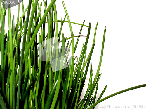 Image of chive