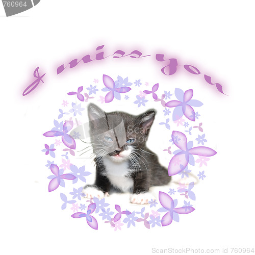 Image of cat