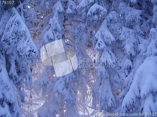 Image of snowy Wood