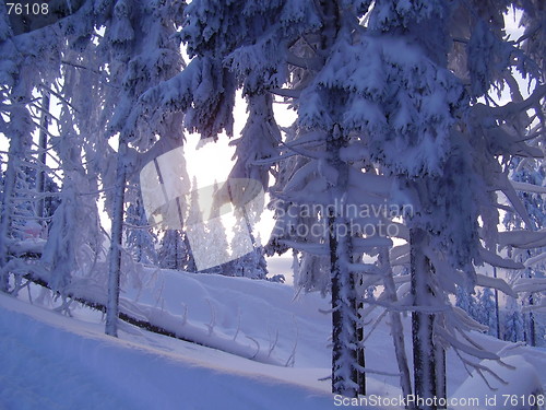 Image of snowy winterwood