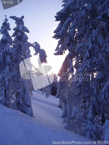 Image of snowy winter wood Norway