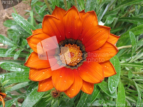 Image of orange flower