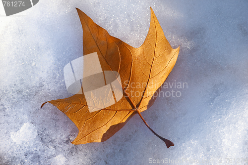 Image of maple leaf in wintertime 