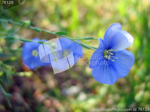 Image of blue flower