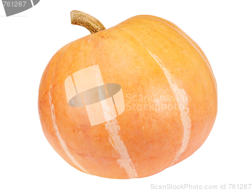 Image of Pumpkin