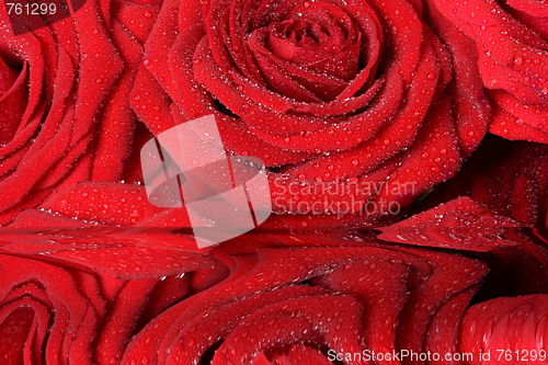 Image of  red roses 