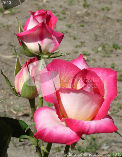 Image of red mix rose