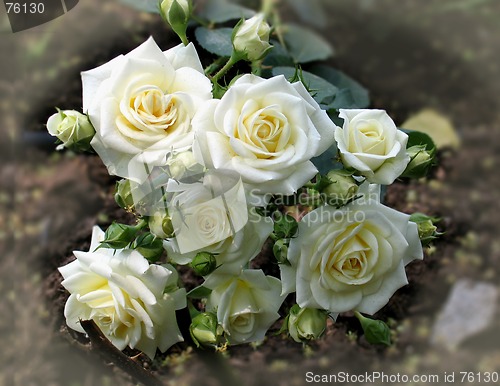 Image of white roses