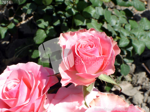 Image of Rose pink