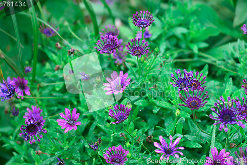 Image of Flowers.