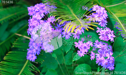 Image of Flowers.