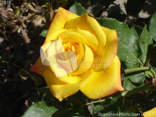 Image of Yellow rose