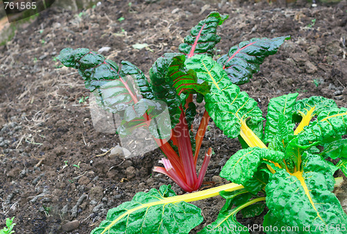 Image of Silver beet.