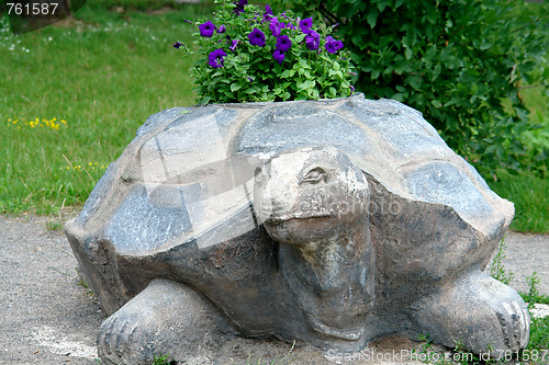 Image of Turtle