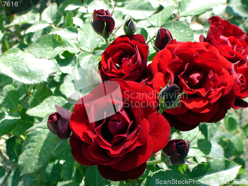 Image of rose black red