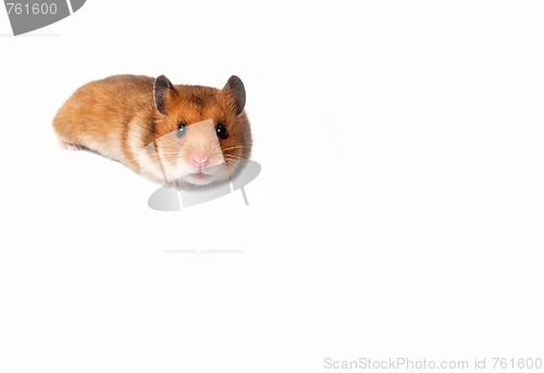 Image of Curious Hamster