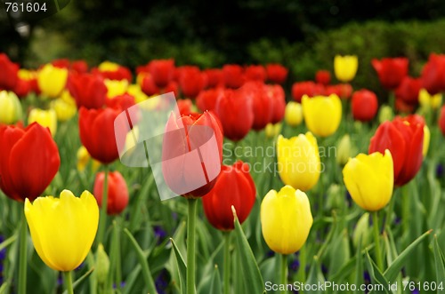 Image of Red and yellow tulips