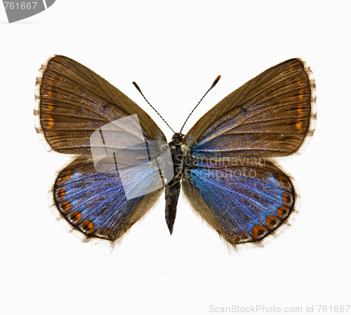 Image of butterfly - Adonis Blue