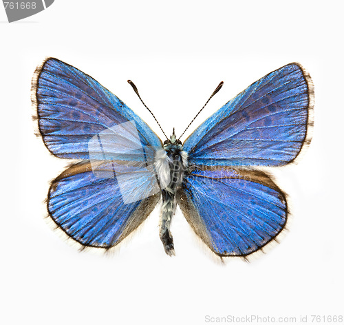 Image of butterfly - Adonis Blue