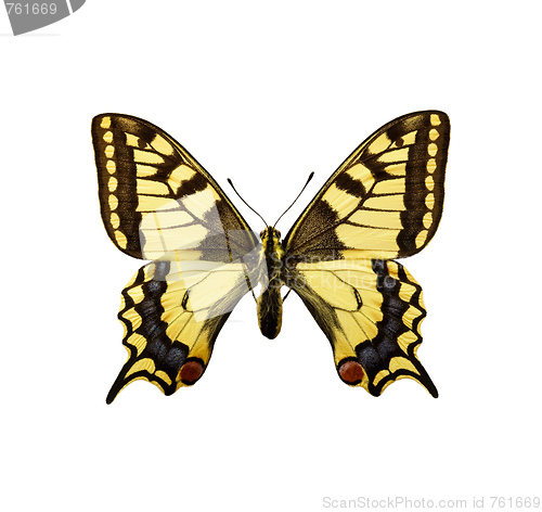 Image of moth - Swallowtail British Race