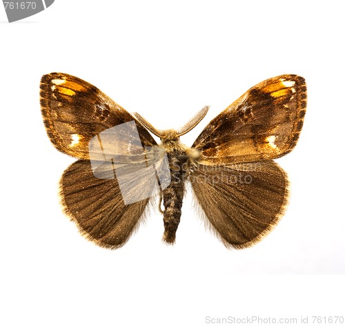 Image of butterfly - Scarce Vapourer