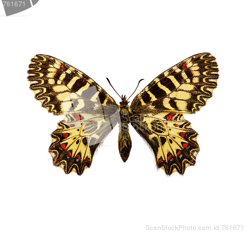 Image of Southern Festoon