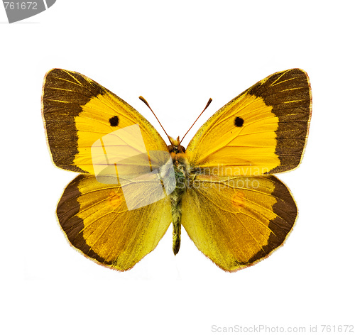 Image of Clouded Yellow