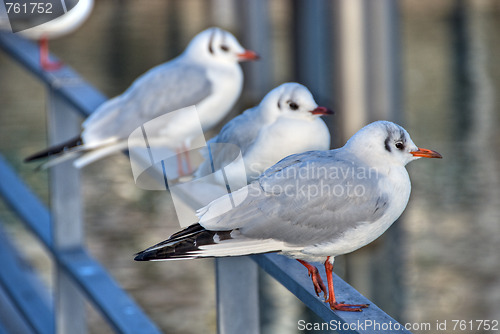 Image of Birds in Friedrichshafen, Germany