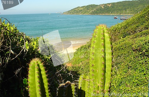 Image of Turtle beach in Buzios