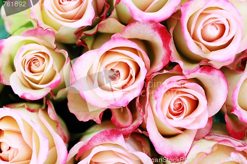 Image of lots of roses